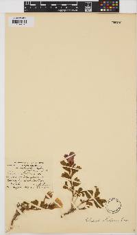 Hibiscus aethiopicus image