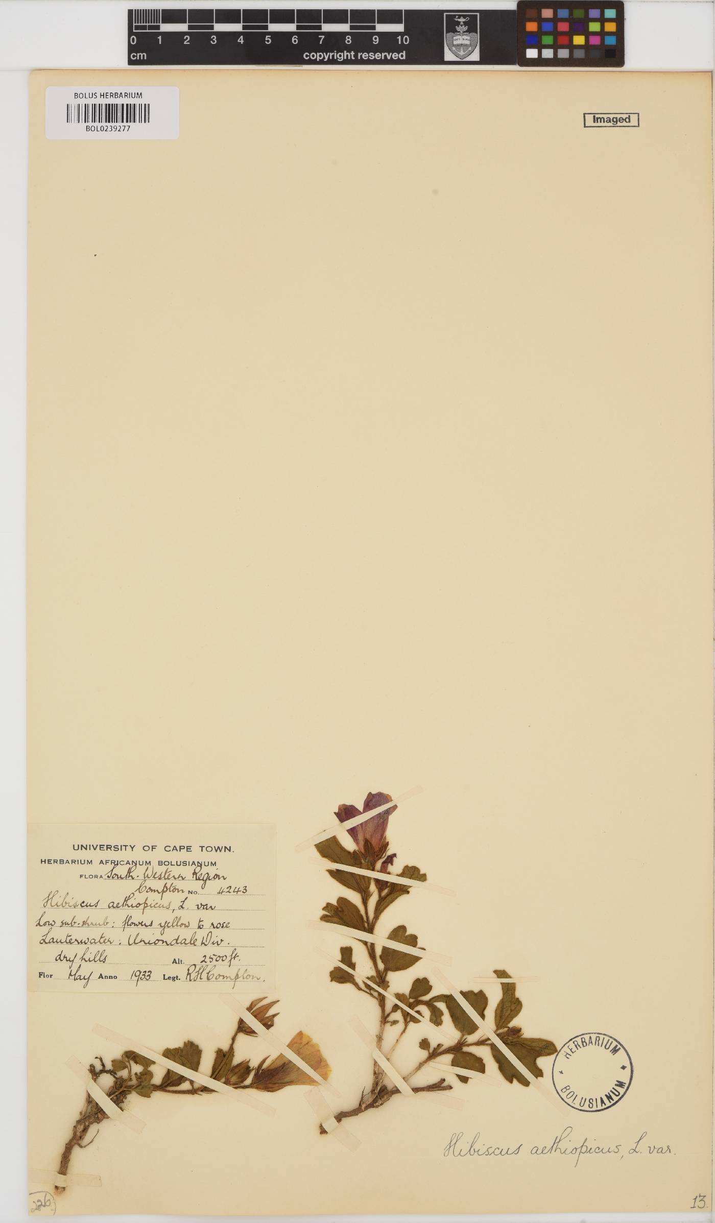 Hibiscus image