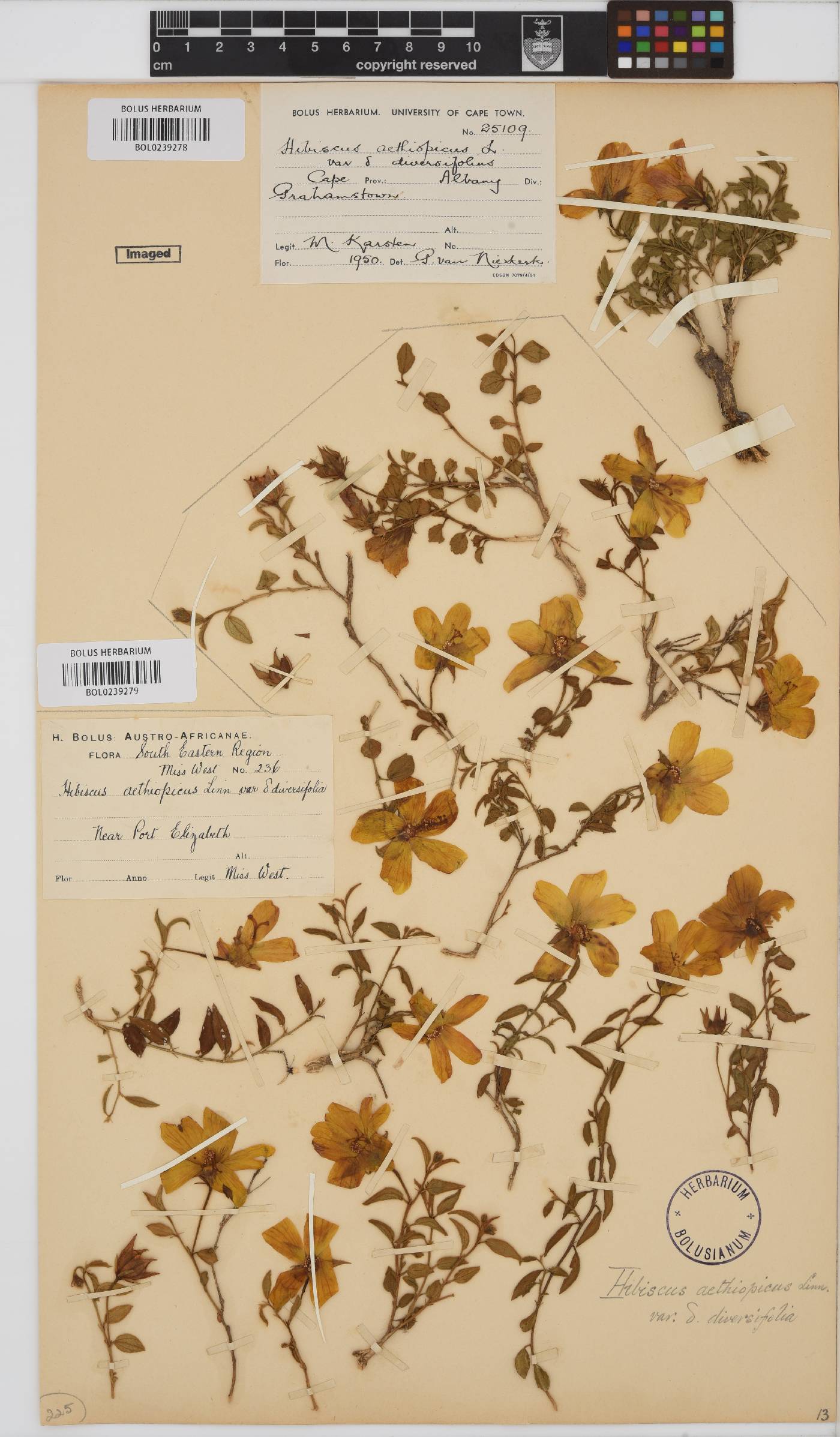 Hibiscus aethiopicus var. angustifolius image