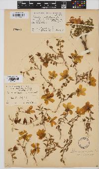 Hibiscus aethiopicus var. angustifolius image