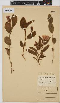Hibiscus aethiopicus image