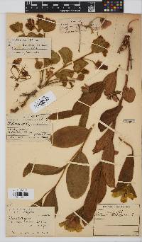 Hibiscus aethiopicus image