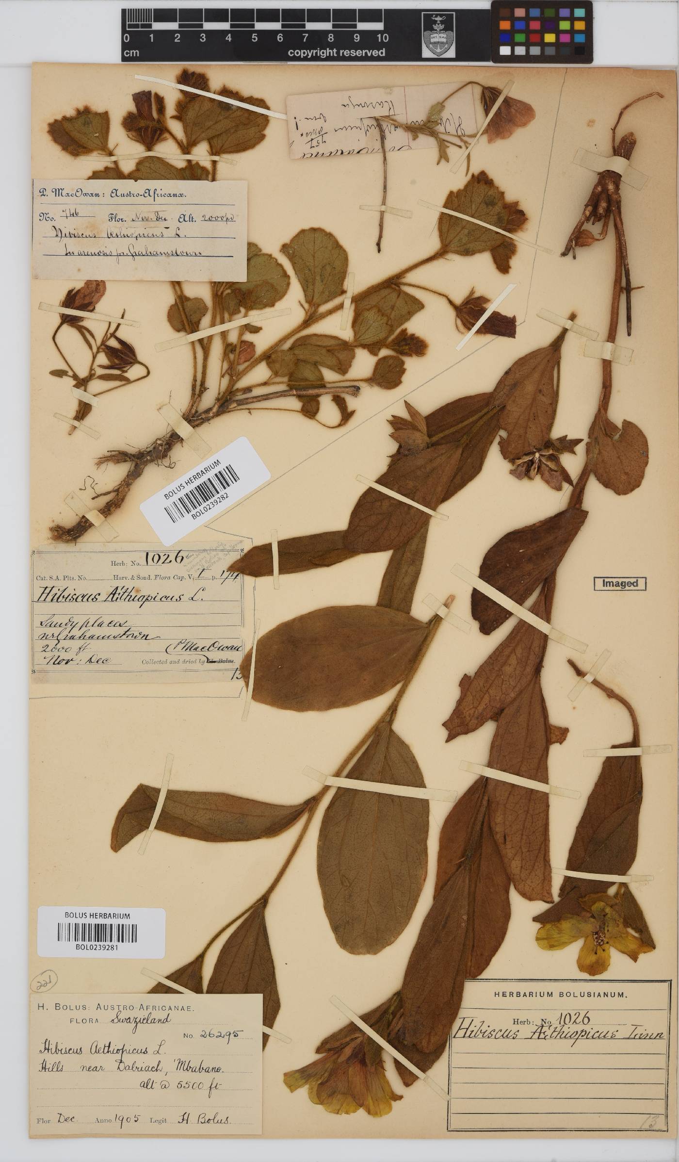 Hibiscus aethiopicus image