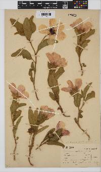 Hibiscus aethiopicus image