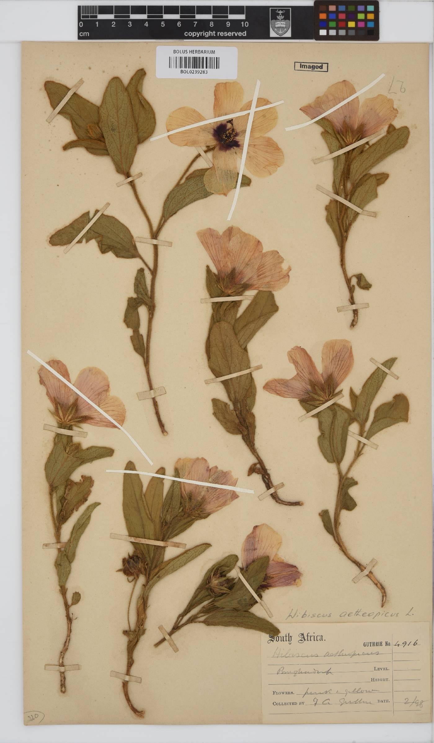 Hibiscus aethiopicus image