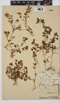 Hibiscus aethiopicus var. angustifolius image