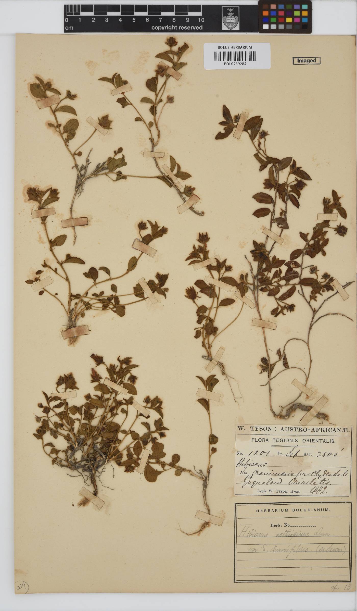 Hibiscus aethiopicus var. angustifolius image