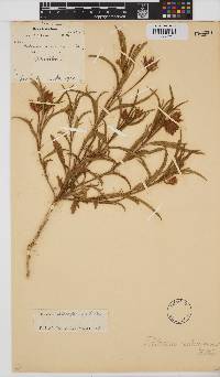 Hibiscus microcarpus image