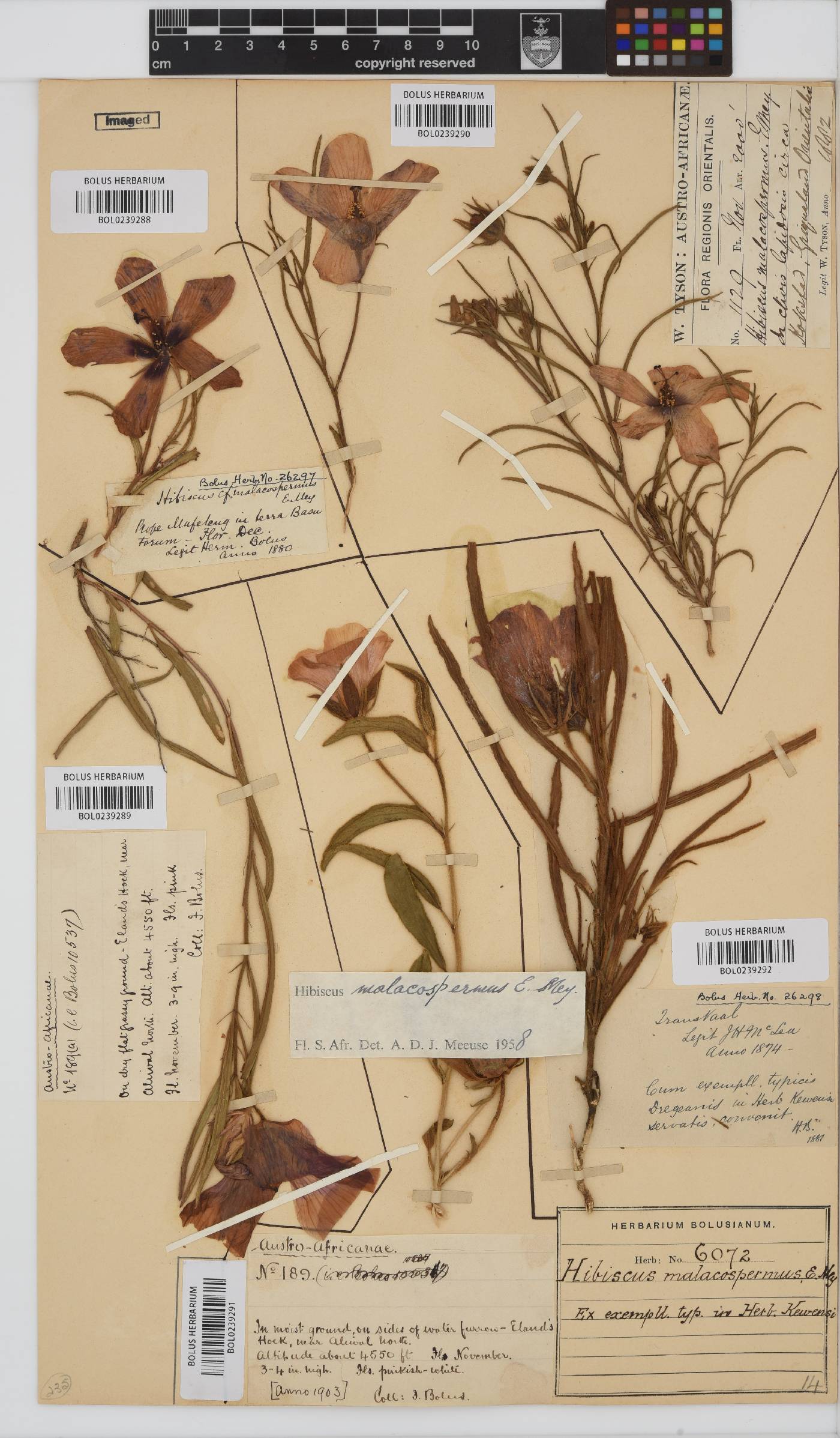 Hibiscus microcarpus image