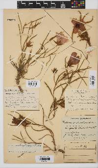 Hibiscus microcarpus image
