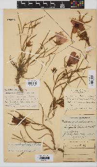 Hibiscus microcarpus image