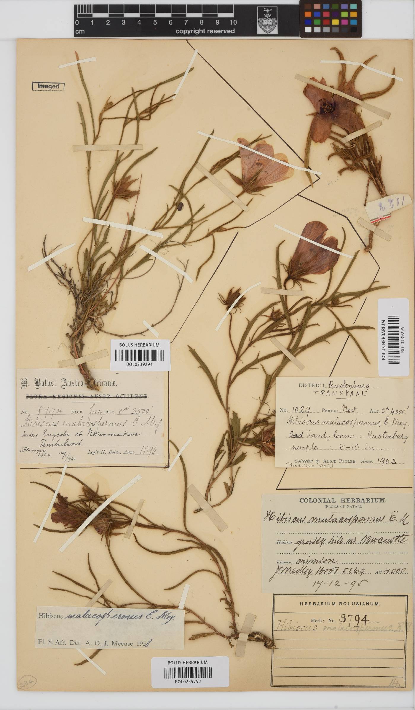 Malvaceae image
