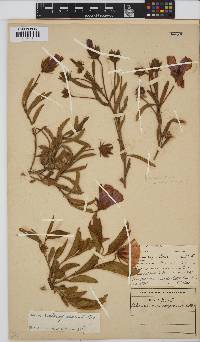 Hibiscus microcarpus image