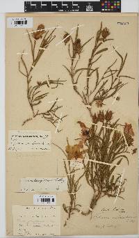Hibiscus microcarpus image