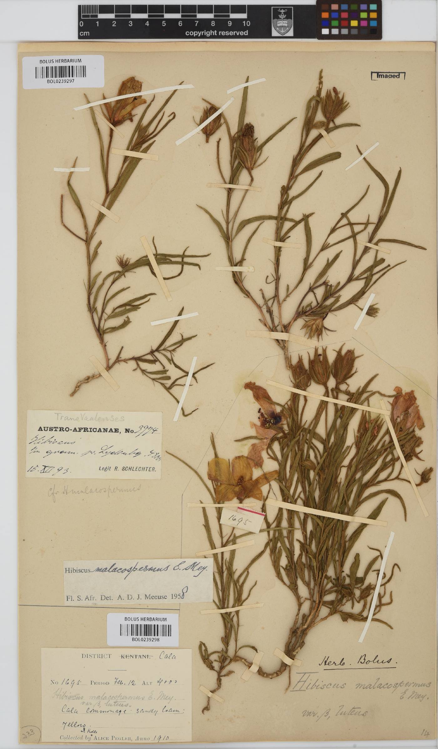 Hibiscus microcarpus image