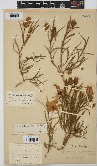 Hibiscus microcarpus image