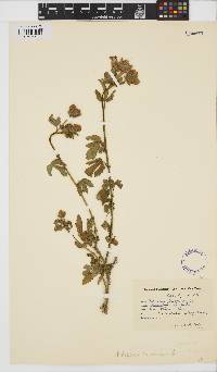 Image of Hibiscus trionum