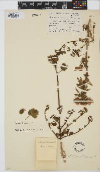 Hibiscus trionum image