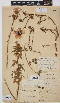 Hibiscus trionum image