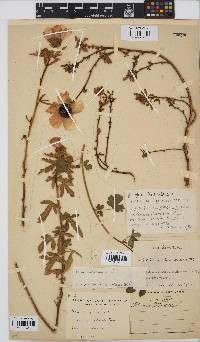 Hibiscus trionum image