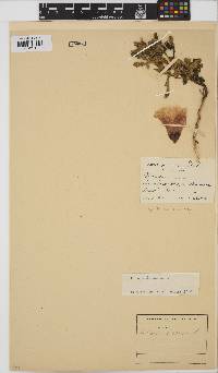 Hibiscus trionum image