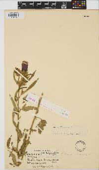 Hibiscus trionum image