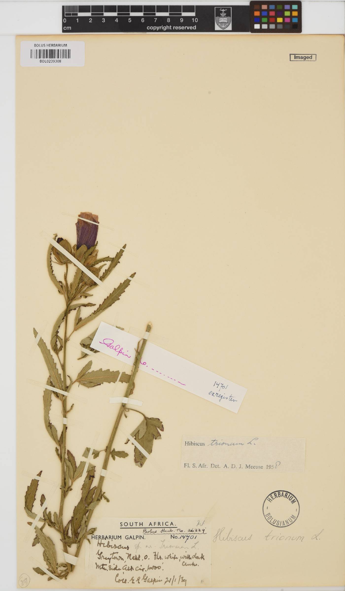 Hibiscus trionum image