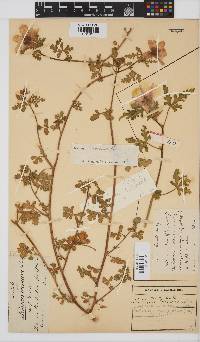 Hibiscus trionum image