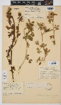 Hibiscus trionum image