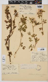 Hibiscus trionum image