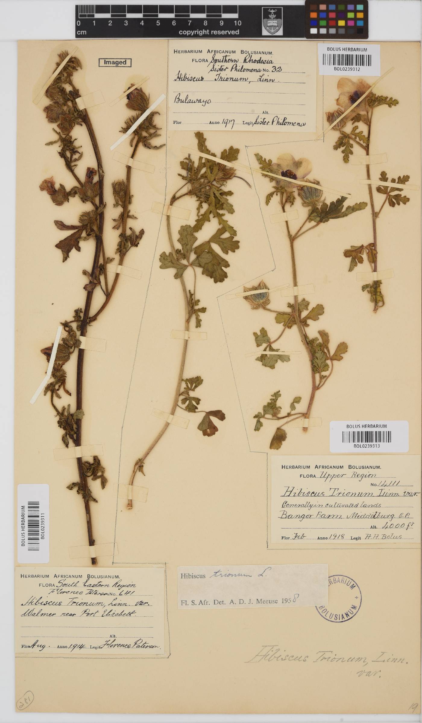 Hibiscus trionum image