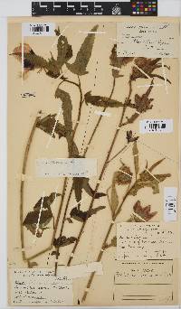 Hibiscus trionum image