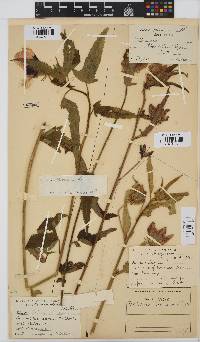 Hibiscus trionum image