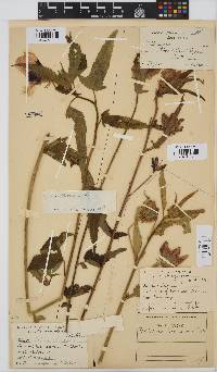 Hibiscus trionum image
