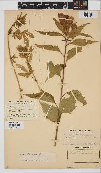 Hibiscus trionum image