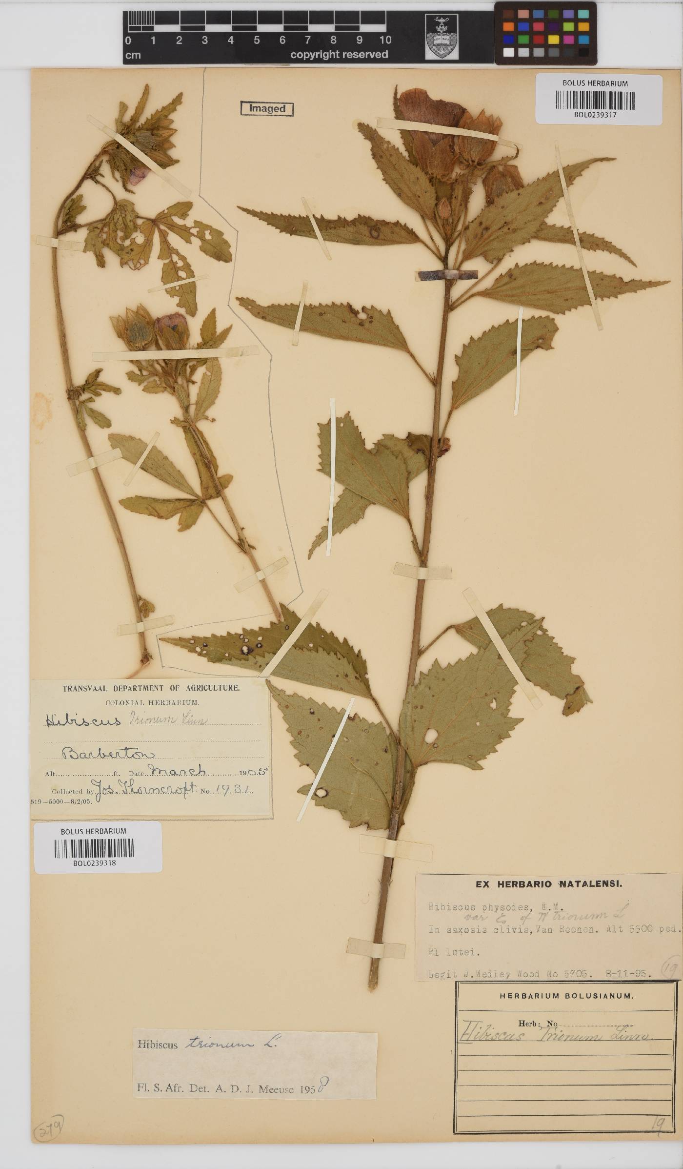 Hibiscus trionum image