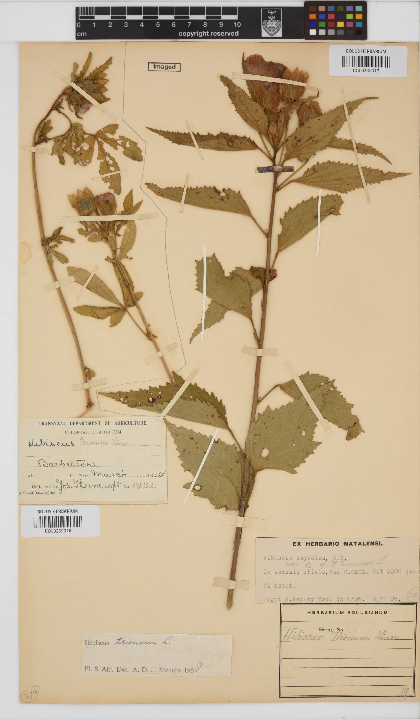 Hibiscus trionum image