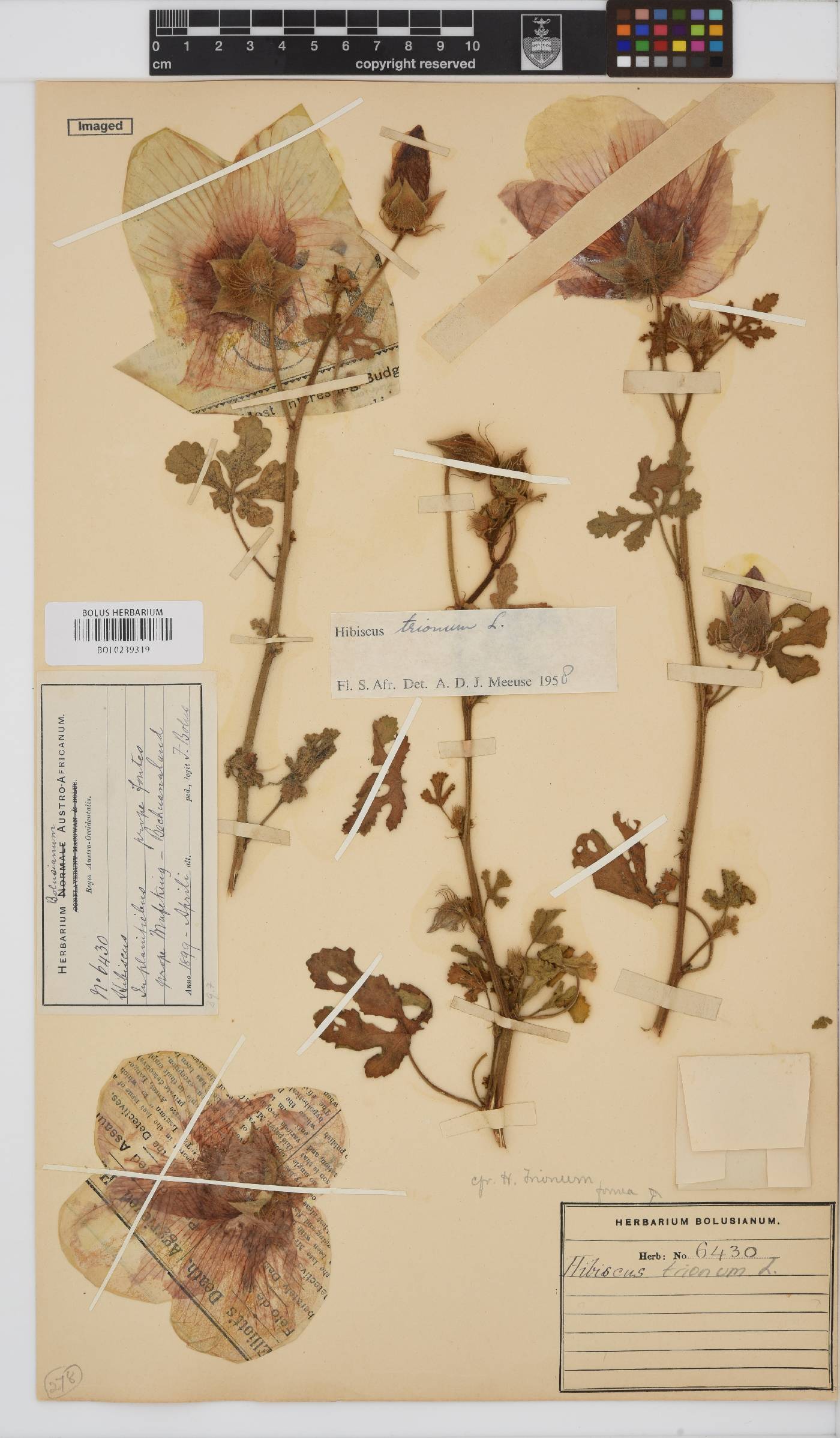 Hibiscus trionum image