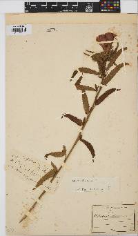 Hibiscus trionum image