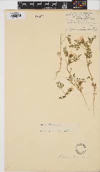 Hibiscus trionum image