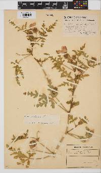 Hibiscus trionum image