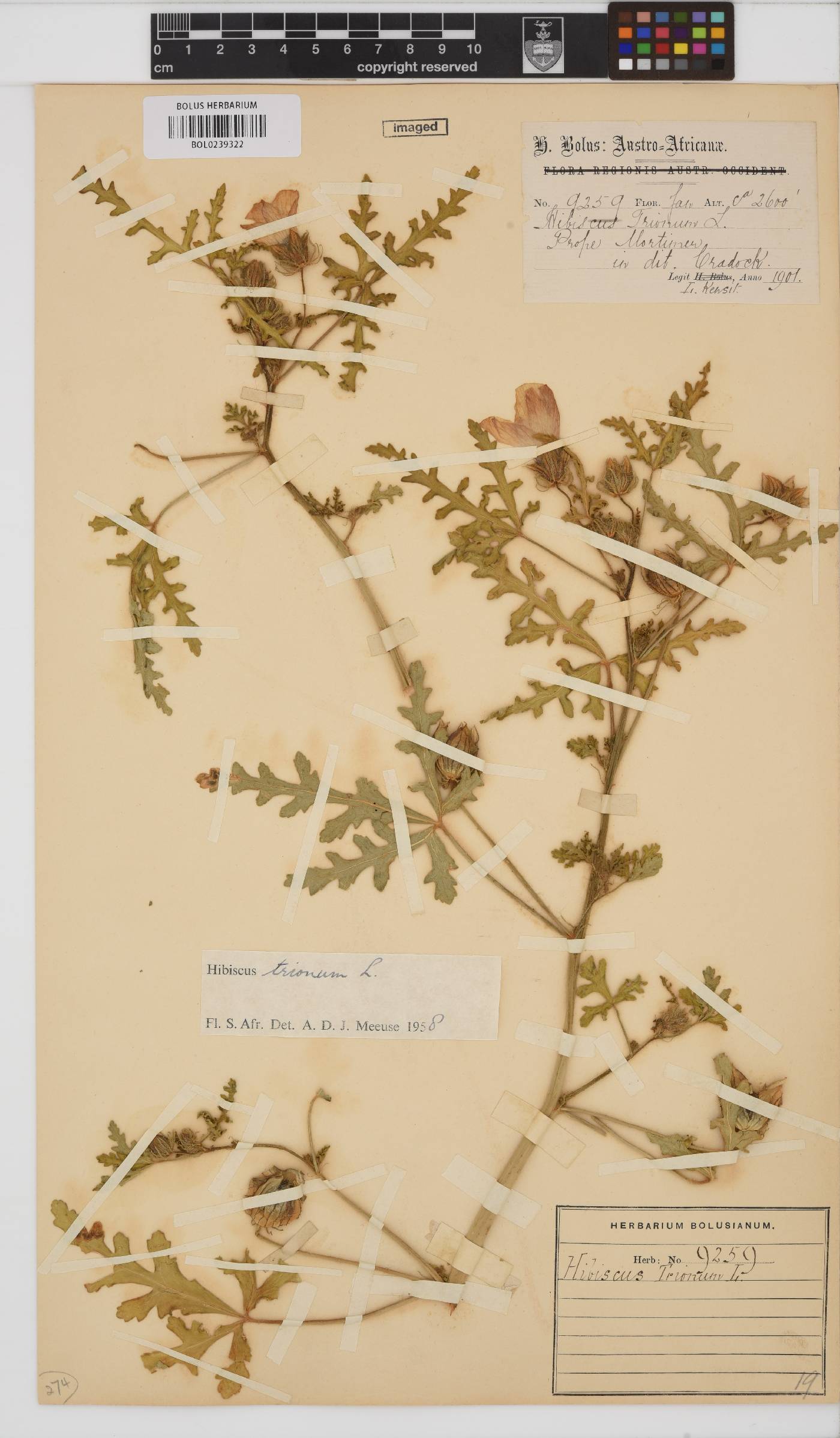 Hibiscus trionum image