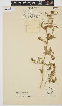 Hibiscus trionum image