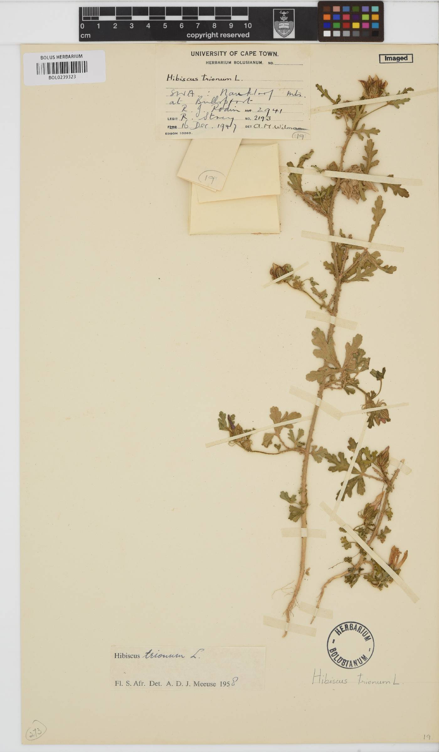 Hibiscus trionum image