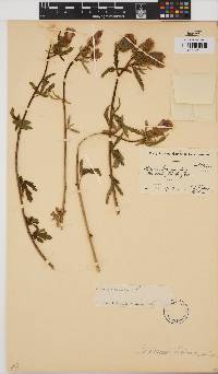 Hibiscus trionum image