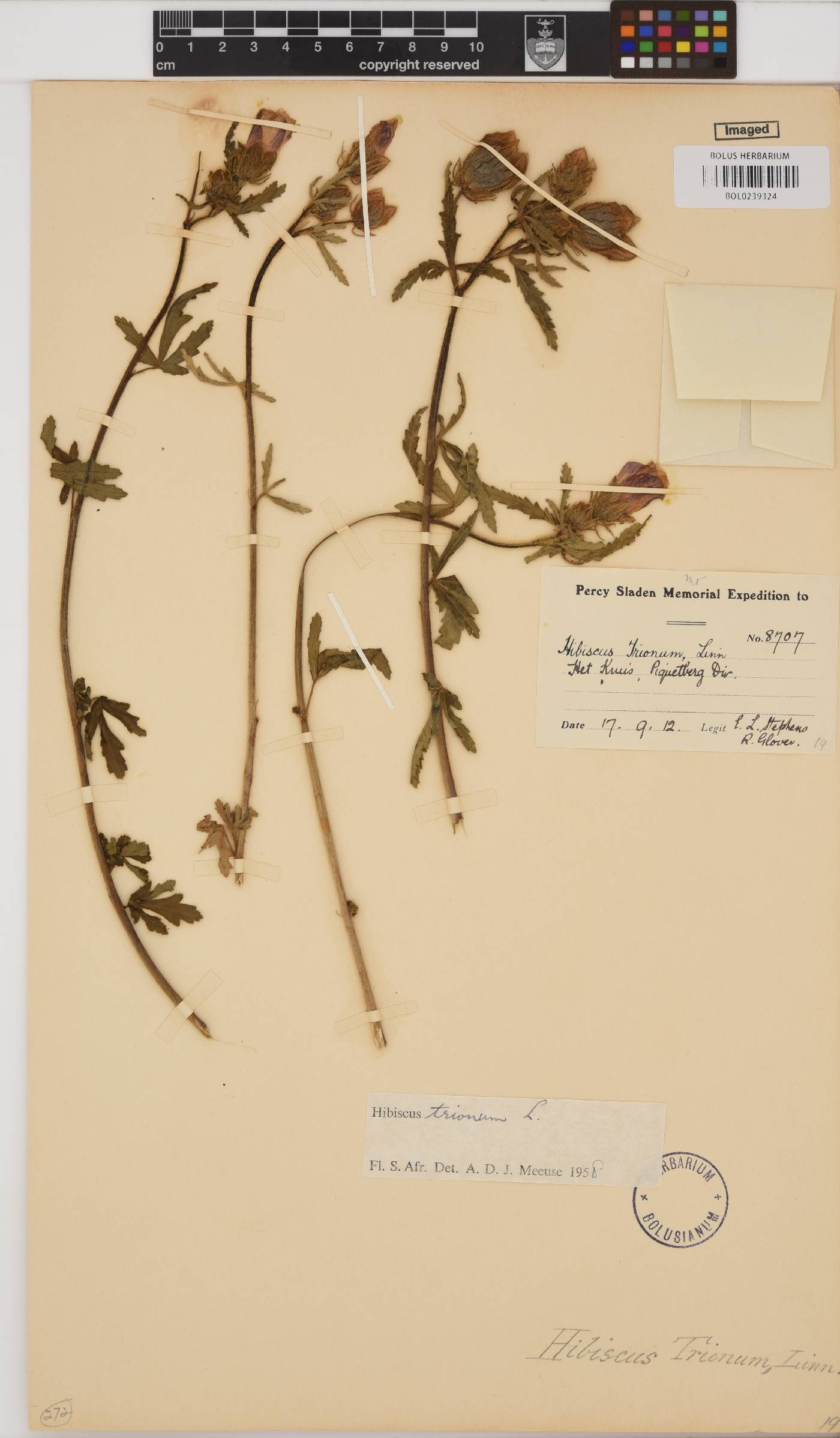 Hibiscus trionum image