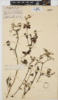Hibiscus trionum image