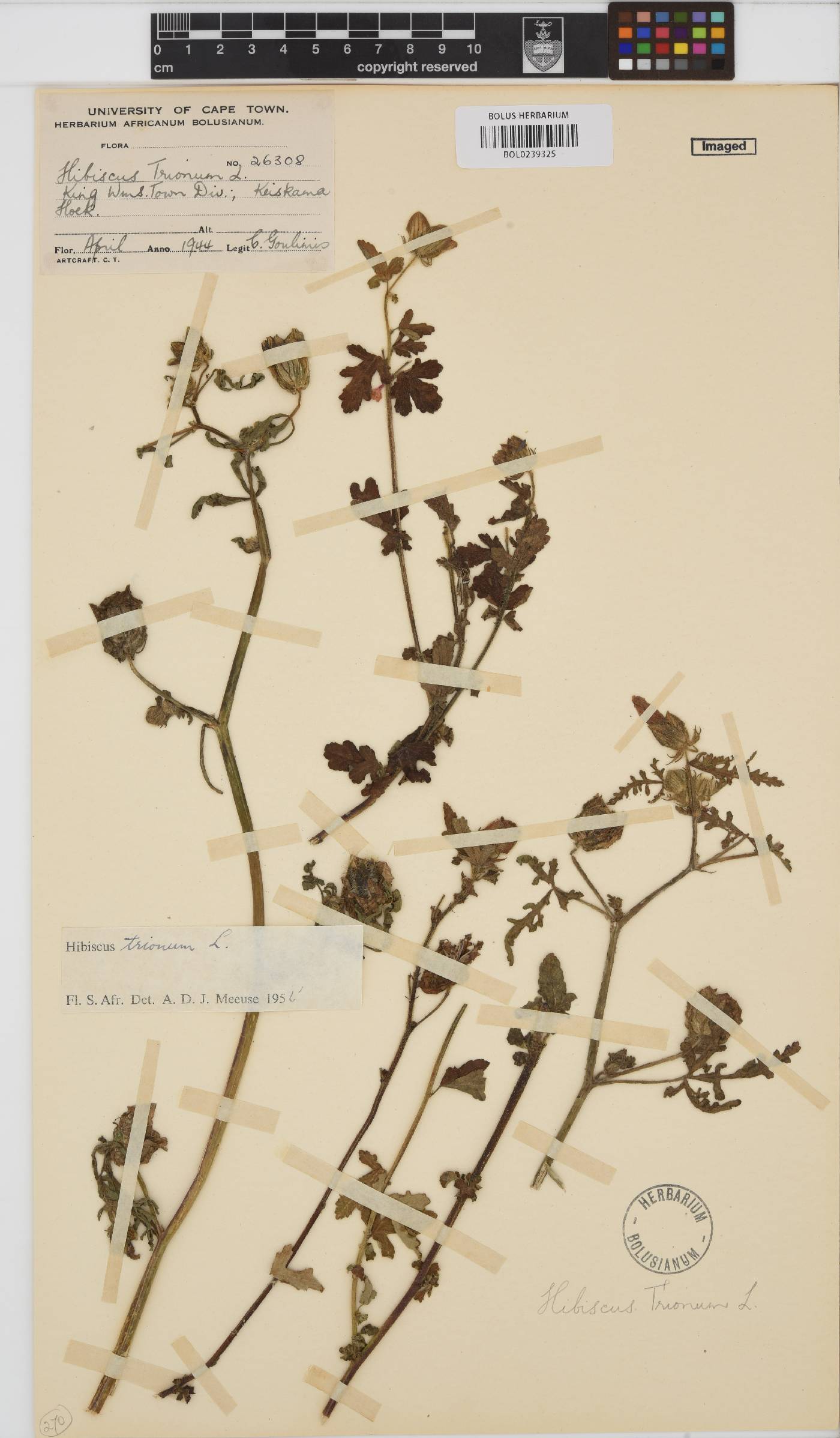 Hibiscus trionum image