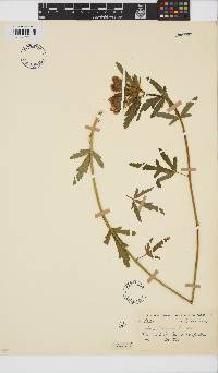 Hibiscus trionum image
