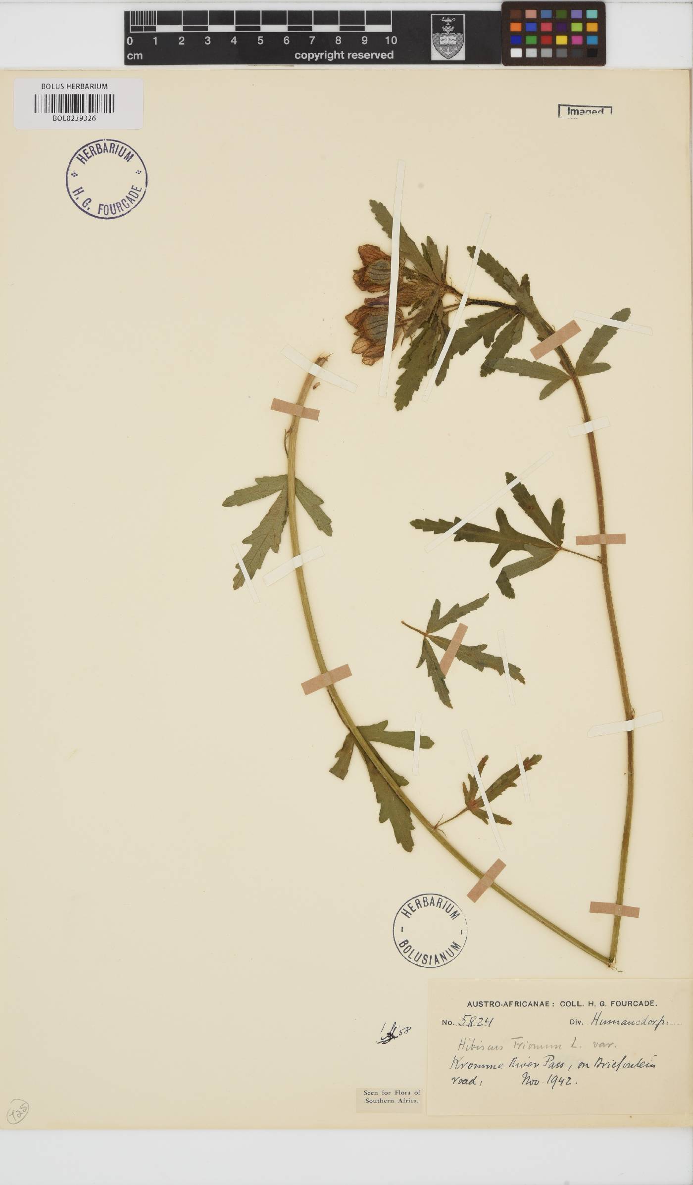 Hibiscus trionum image